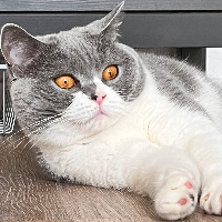 Photo of Mimi (British Shorthair)