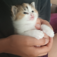 Photo of Belette  (Other)