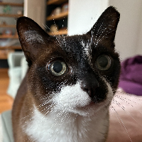 Photo of Luna  (Exotic)