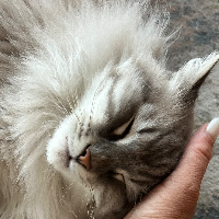 Photo of Rambo (Other)