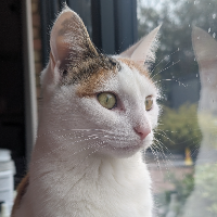 Photo of Dolly (Moggy)