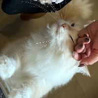 Photo of Rocky (Other)