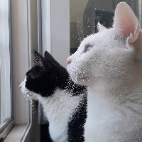 Photo of Salmiakki and Tapioca (Other)