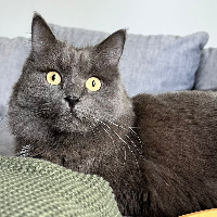 Photo of Remus (Other)