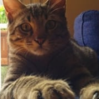 Photo of Koushka (Other)