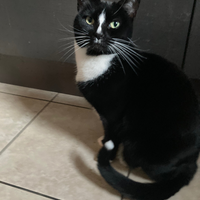 Photo of Bowie (British Shorthair)