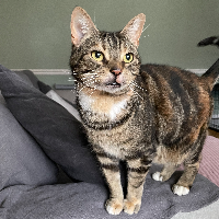 Photo of Minnie (Tabby)