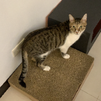 Photo of Weekend (Tabby)