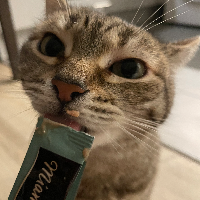 Photo of Diva (Tabby)