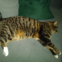 Photo of Sonic  (British Shorthair)