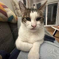 Photo of Merlino (Other)