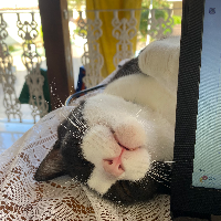 Photo of Abu (Other)