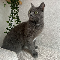 Photo of Ivy (Other)