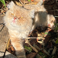 Photo of Colin  (Persian)