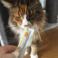 Photo of Toshi (Maine Coon)