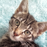 Photo of Olly (Tabby)