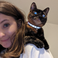 Photo of Vienna (British Shorthair)