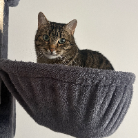 Photo of Cleo 🐱 (Tabby)