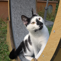 Photo of Bruce (Moggy)