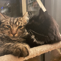 Photo of George & Mina (Moggy)