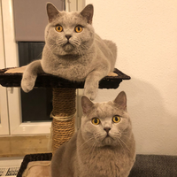 Photo of Carlo & Hannibal (British Shorthair)