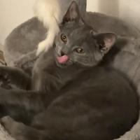 Photo of Arthur (British Shorthair)