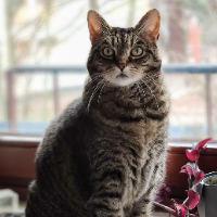 Photo of Toffee (Tabby)