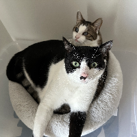 Photo of Artù (Exotic)