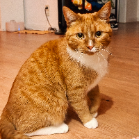 Photo of Anton (Other)