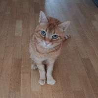 Photo of Mateo (Moggy)