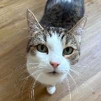 Photo of Keks (Tabby)