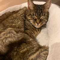 Photo of Amber (Tabby)