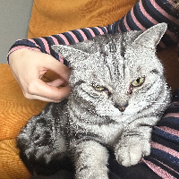 Photo of Carlos (Tabby)