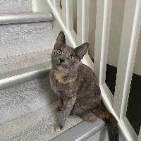 Photo of luna (Other)