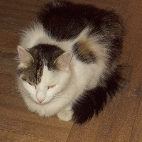 Photo of Jimmy (Moggy)