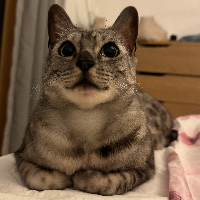 Photo of Izzy (Bengal)