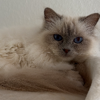 Photo of Tossie (Birman)