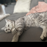 Photo of Mia (British Shorthair)