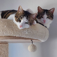 Photo of Phoebe & Nala (Other)