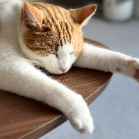 Photo of Marshmallow (British Shorthair)