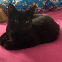 Photo of Baffee (British Shorthair)