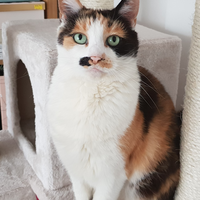 Photo of Pepper (Tabby)