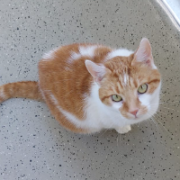 Photo of Henry (Other)