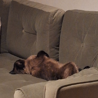 Photo of Sima (Siamese)