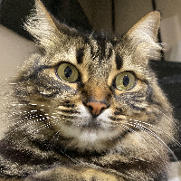 Photo of Lola (Other)