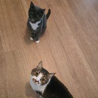 Photo of Susi&Rumo (Moggy)