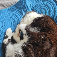 Photo of Rudy (British Shorthair)