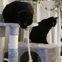 Photo of Maja und Tom (Moggy)