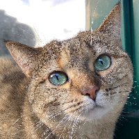 Photo of Cookie  (British Shorthair)