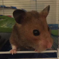 Photo of Bear (Other)